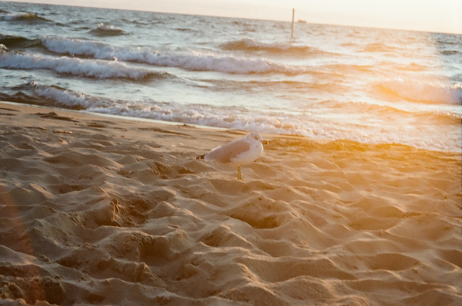 A photo of a bird standing in the sand on the beach