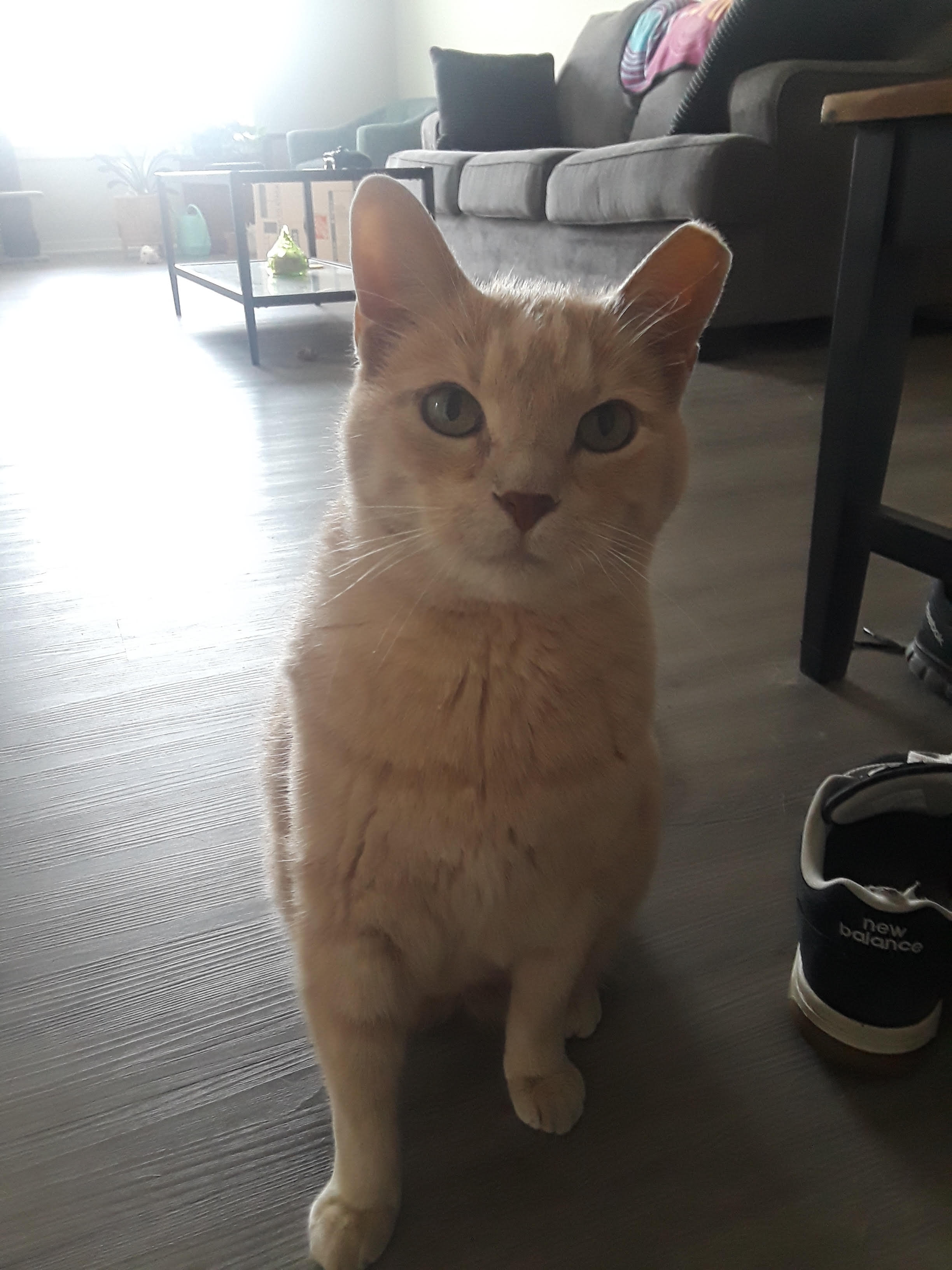 a photo of an orange cat sitting down and looking at the camera